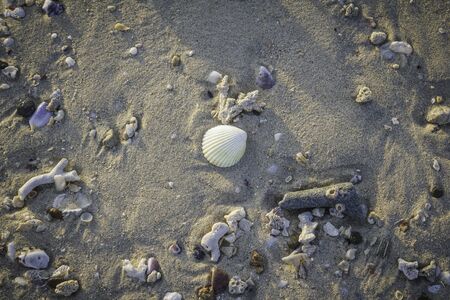 Shell on the beach