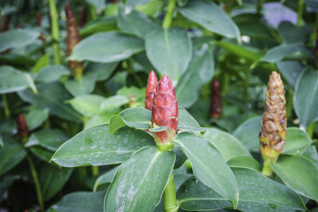 Indian Head Ginger flowers,Costus Speciosus