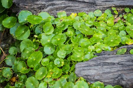 Asiatic pennywort in the garden
