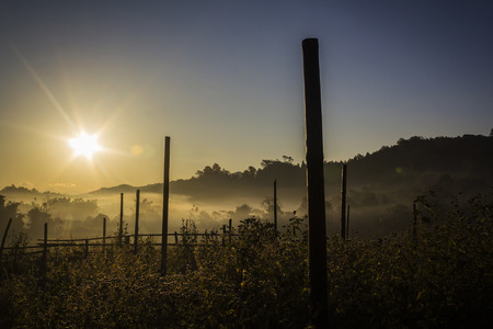Beautiful sunrise in green rural field, Thailand.の写真素材