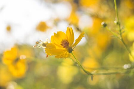 Yellow cosmos flower against sunlight in morning.の写真素材