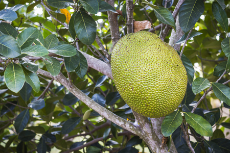 Jackfruit on tree and their leaf in background.