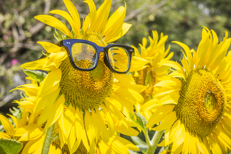 Beautiful Sunflower with glasses in sunlight and in the garden.の写真素材