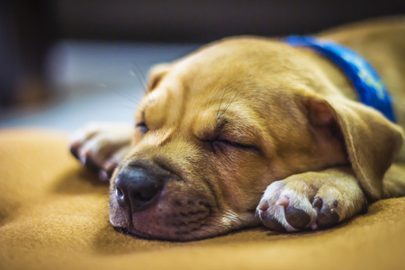 Brown puppy sleeping on carpet in home.の写真素材