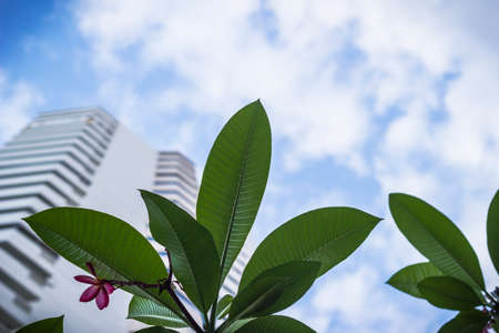 Frangipani tropical flowers, Plumeria leaves with blurry building background.の写真素材