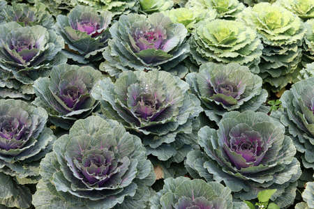 Ornamental cabbage flowers plant in the garden. Ornamental colored cabbage with purple and green...
