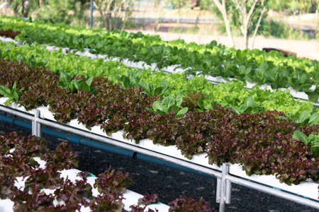 Organic hydroponic vegetable cultivation farm for health in Thailand.