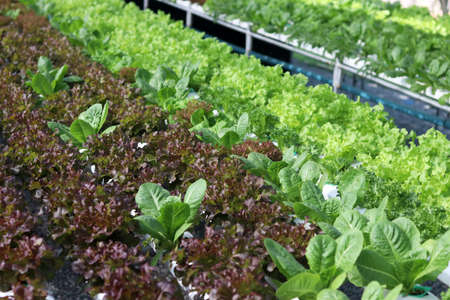 Organic hydroponic vegetable cultivation farm. Fresh organic green oak lettuce in hydroponic farm.