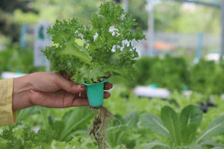 Female hand holding Green Coral Lettuce Vegetable salad from a hydroponic farm. Concept of healthy food and growing organic vegetable garden.の写真素材