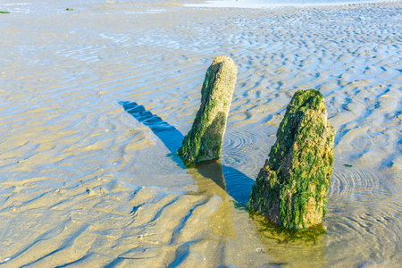 two big rocks covered in seaweed on the beach ocean landscapeの写真素材