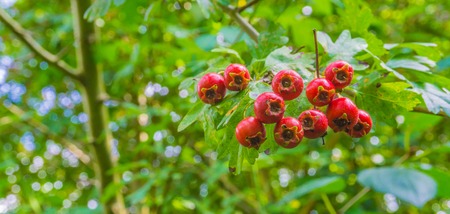 Macro close up of red berries on a branchの写真素材