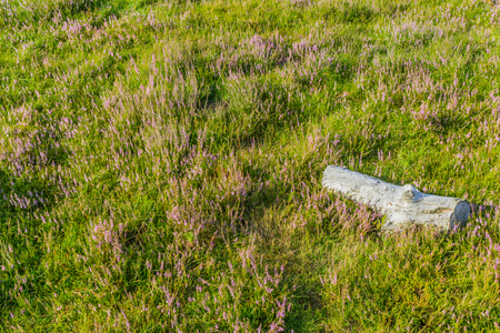 wooden tree log in moor landscape distance viewの写真素材