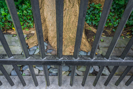 Park tree behind a fence with bars in close upの写真素材