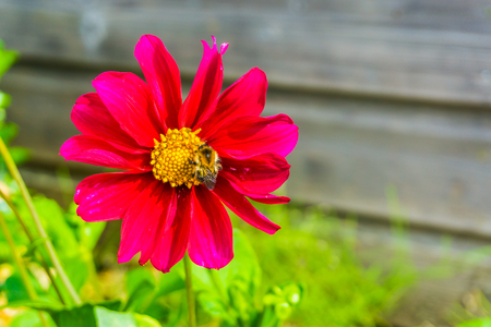 Bee pollinating big pink red cosmos flower macro close upの写真素材