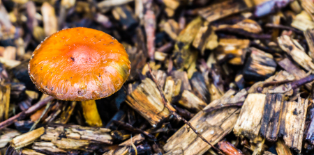 small round orange brown mushroom cap macro close up autumn seasonの写真素材