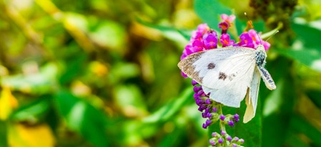 White butterfly with open wings on a butterfly bush macro close upの写真素材