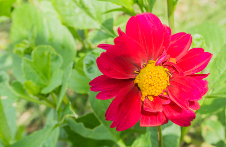 Pink and red large blossoming cosmos flower macro close upの写真素材