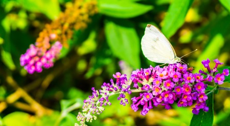 Beautiful white butterfly macro close up drinking nectar out of a butterfly bush flowerの写真素材