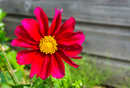 Large red and pink blooming cosmos flower macro close upの写真素材