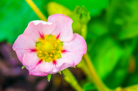 beautiful small tiny pink rose flower of a strawberry plant macro close upの写真素材