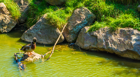 wild duck in a water landscape with rocks rubbing his beakの写真素材