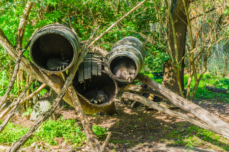 raccoons sleeping in their animal hideout homes that are barrelsの写真素材
