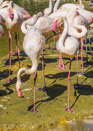 big flamingo family with 2 birds balancing on one leg in the frontの写真素材
