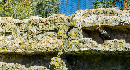 bald black hermit ibis bird close up in his stone wall hideoutの写真素材