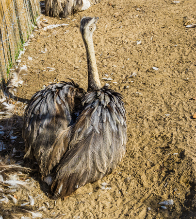 beautiful back close up of a ostrich bird with heart shaped wingsの写真素材