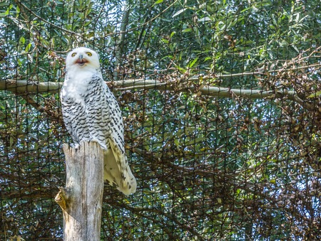 beautiful Snowy white owl standing on a tree trunk with open beak and looking in the camera with big yellow eyesの写真素材