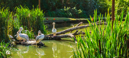 pelican birds family together at a river landscape one adult protecting his childの写真素材
