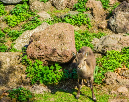 small young european horned baby chamois mountain goat standing in front of some rocks in the mountainsの写真素材