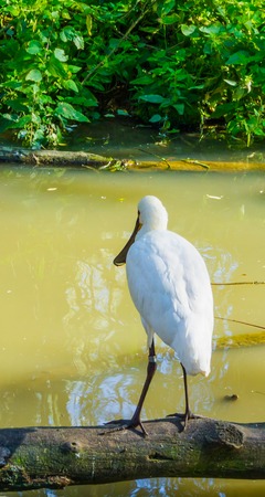 White spoonbill bird sitting on a branch at the water lake from behindの写真素材