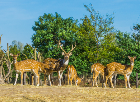 animal family portrait of a deer with does together in a nature landscape sceneの写真素材