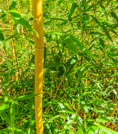 Bamboo plant tree trunk with green leaves close up textured backgroundの写真素材