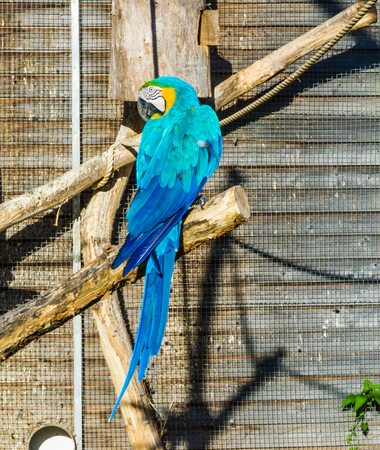 beautiful blue macaw parrot from behind sitting on a branch and looking backの写真素材