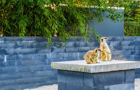 two meerkats on a pole together looking aroundの写真素材