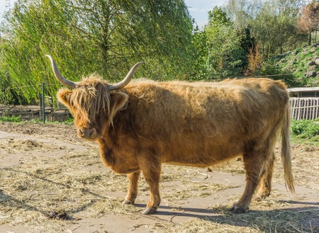 Close up animal portrait of a standing horned scottish highlander cowの写真素材