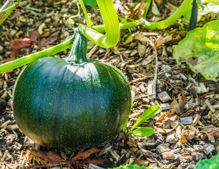 green pumpkin vegetable growing on a pumpkin plantの写真素材