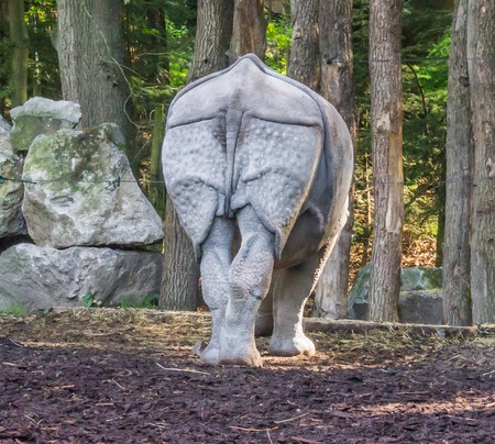 Indian rhino from the back view on his rear and tail with a forest landscape backgroundの写真素材