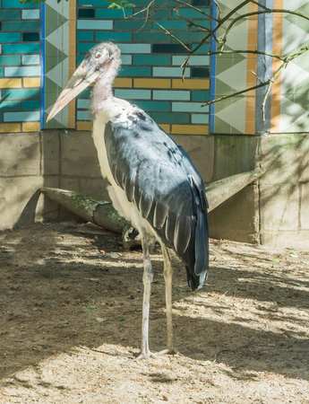 scary looking bald marabou african stork bird with a long billの写真素材