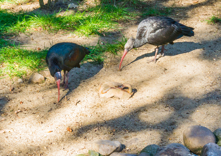 two black northern bald hermit ibis birds walking around in the sandの写真素材