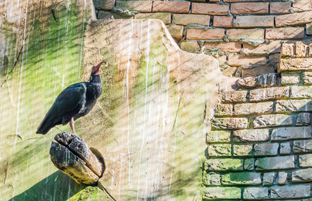 northern black bald hermit ibis sitting on a pole with a wall as background desert bird portraitの写真素材