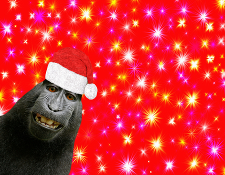 Hilarious and funny Chimpanzee monkey smiling and wearing a santa claus bonnet isolated on a beautiful red christmas background with colorful starsの写真素材
