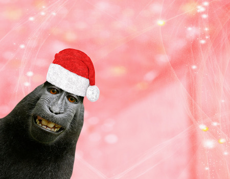 Christmas background a funny chimpanzee monkey wearing a santa claus bonnet isolated on a light red pinkish background with glitters and starsの写真素材