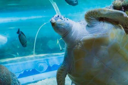 a funny and angry face closeup of a green or loggerhead rare sea turtle swimming by and saying helloの写真素材
