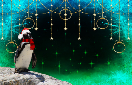 merry christmas a funny penguin wearing a scarf and santa claus bonnet isolated on a decorated background with stars and frozen snow flakesの写真素材