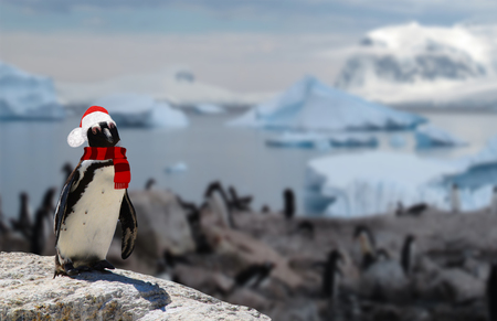 winter concept a funny penguin wearing a santa claus hat and scarf with his penguin family on the backgroundの写真素材