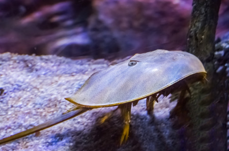 Marine life portrait of a Chinese or japanese horseshoe crab a water scorpion from asiaの写真素材