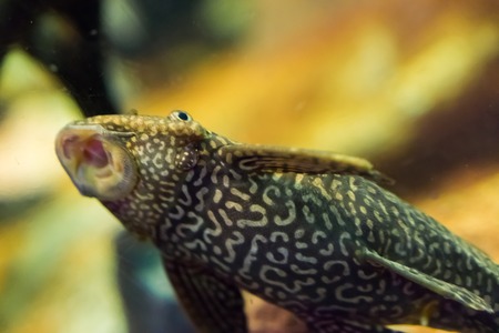 funny bottom dweller suckermouth catfish with tiger pattern sucking with open mouth tropical...